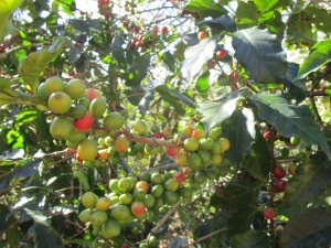 Coffee berries wait to ripen at the plantation.