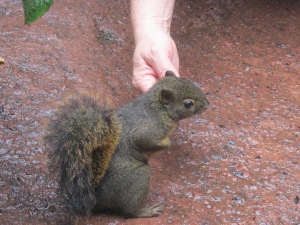 This squirrel climbed on people's laps and ate food out of their hands!