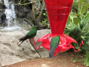 Hummingbirds of all shapes and sizes whizzed around and slurped from nectar feeders.