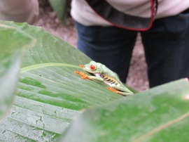 A tree frog sits as still as possible while humans crowd around him.