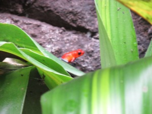 This strawberry poison dart frog seemed very safe. Luckily, we were informed of the contrary.