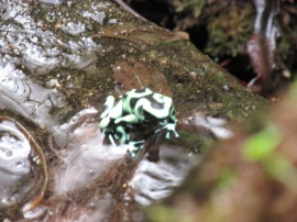 This green and black poison dart frog reminded me of Darth Maul from Star Wars.
