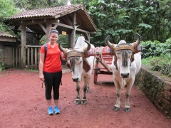 These oxen tried so hard to stay awake for this picture.