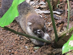 Coatis use their long noses to dig into the ground for their prey.