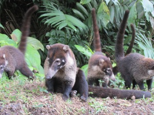 We came across a band of coatis on our way to Lake Arenal. These are slowly but surely becoming my favorite animals, aside from dogs!