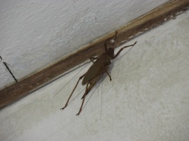 The giant grasshopper that hung out in our shower all weekend...