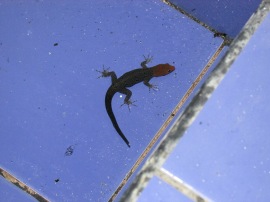 ...and his buddy, this gecko.