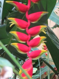 This heliconia flower hung outside our hostel. It's probably my favorite flower in Costa Rica!
