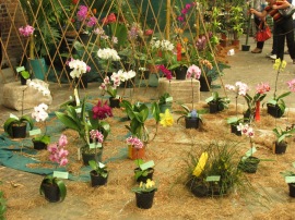 A display of tons of tiny orchids!