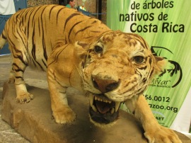 A tiger and some of his friends came on behalf of the Centro de Conservacion Santa Ana.